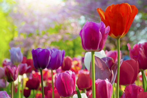 Flowers | Country Basket Garden Centre | Niagara Falls